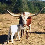 Butler Texas Longhorn