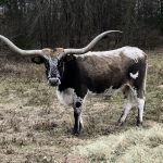 longhorn hybrid vigor outcross