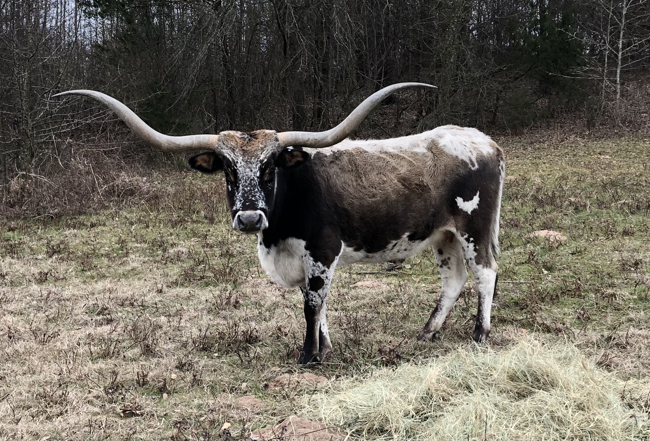 Texas Longhorn Cattle Breeding Goals
