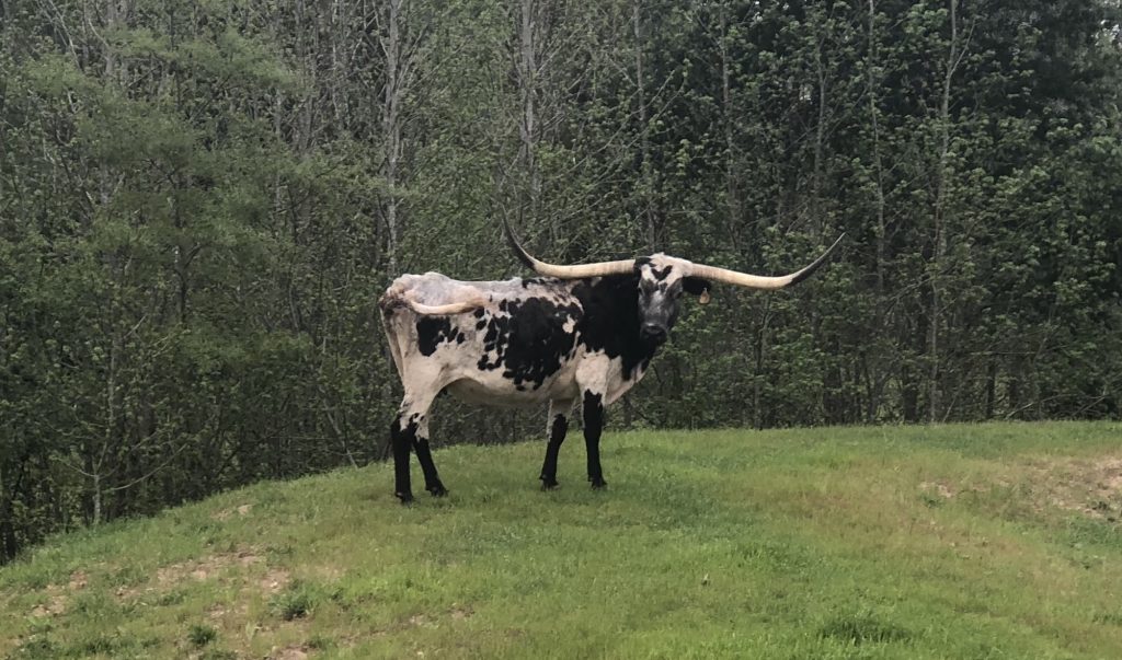 KC Jubilee Longhorn Cow