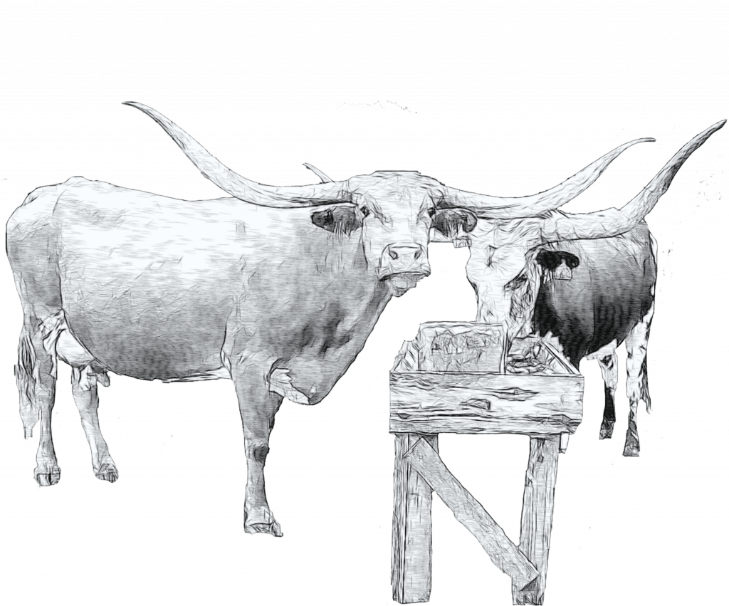 longhorn cattle art