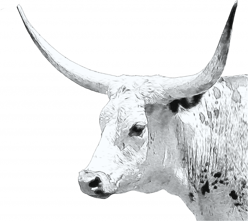 longhorn cow sketch