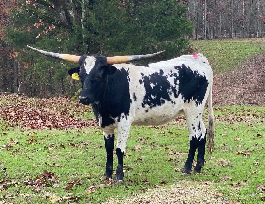 Ambrose Jubilee longhorn cow