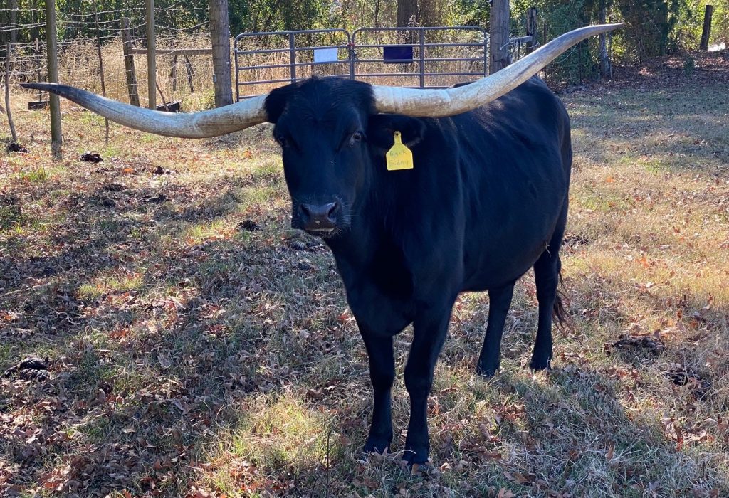Black Friay Longhorn Cow