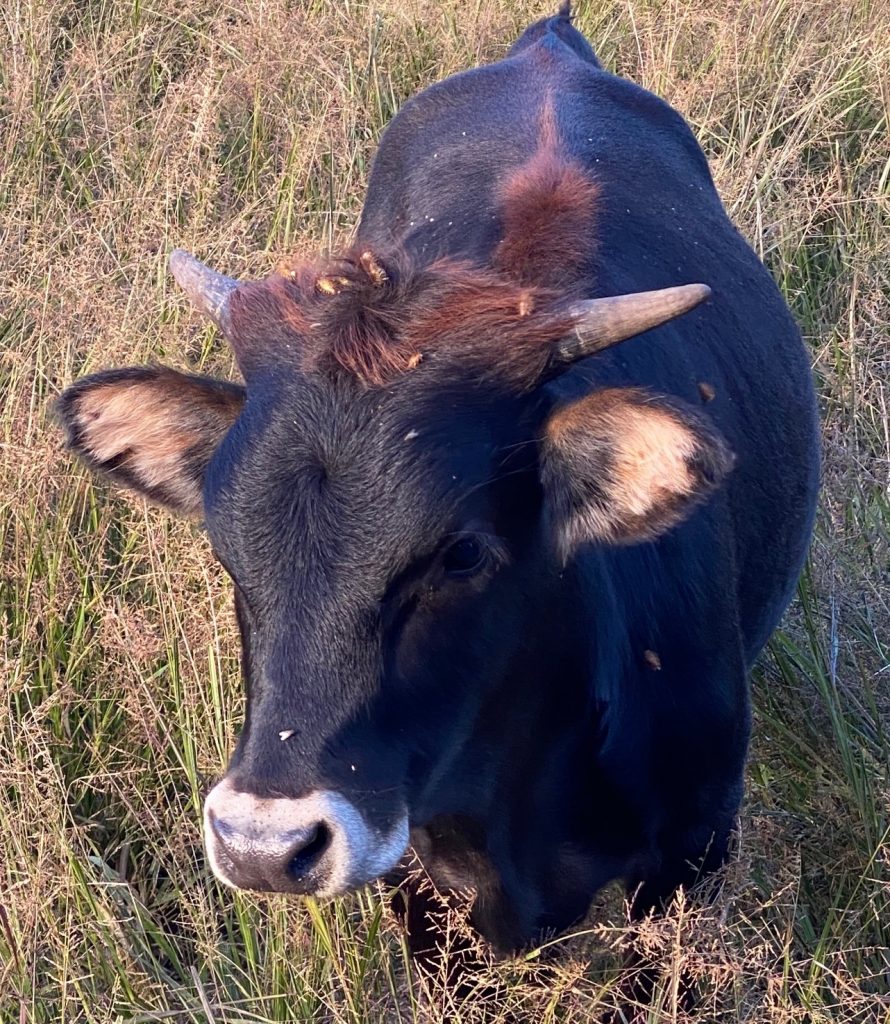 Bronze Penny longhorn cow