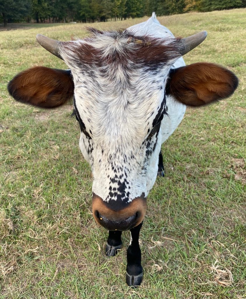 Painted Orchid longhorn cow